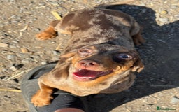 Miniature Dachshund dogs for sale: Miniature dachshund puppy’s ❤️ - Image 2