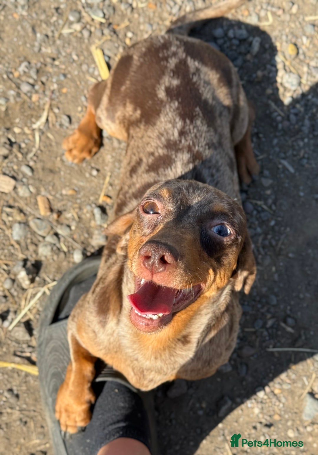Miniature Dachshund dogs for sale: Miniature dachshund puppy’s ❤️ - Image 2
