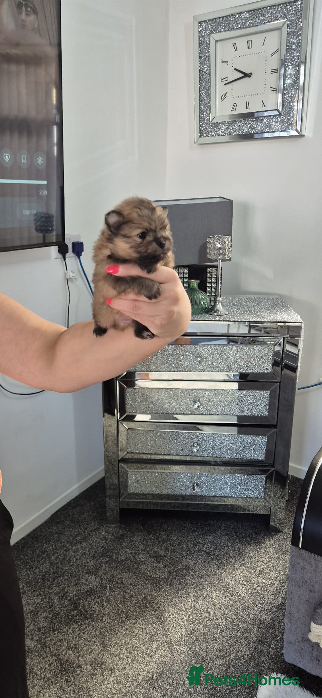 Pomeranian dogs for sale: Pomeranian teddy face xs size  - Image 11