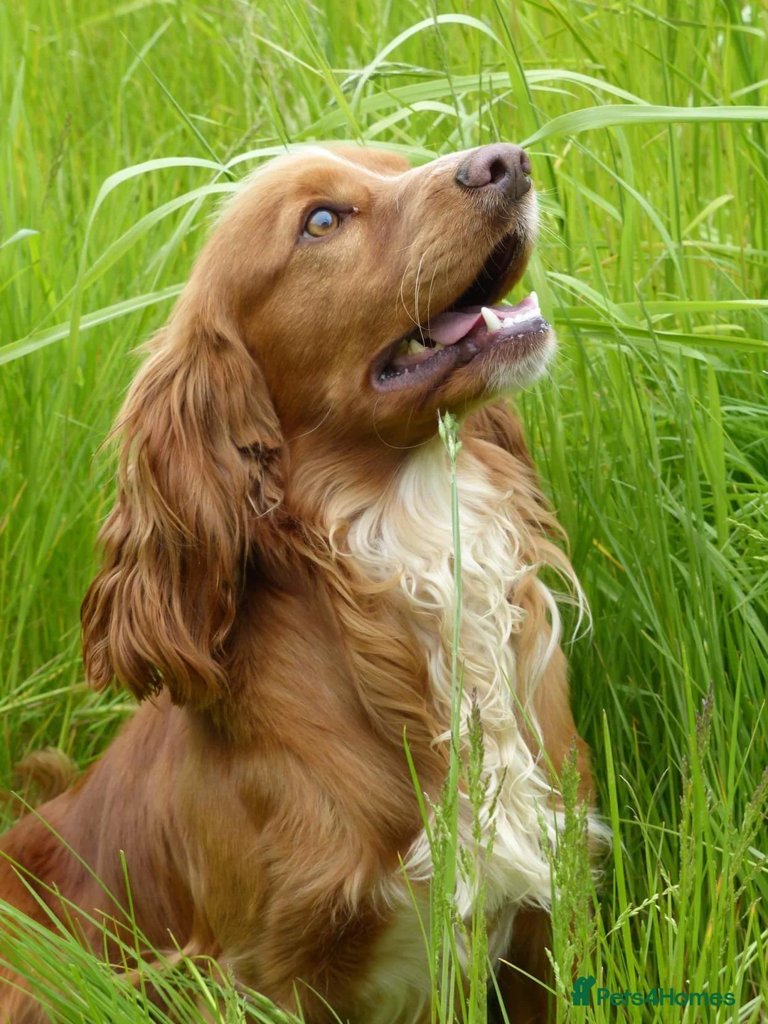 Cocker Spaniel dogs for stud: Pedigree working cocker spaniel standing at stud  in Tonbridge - Advert 3