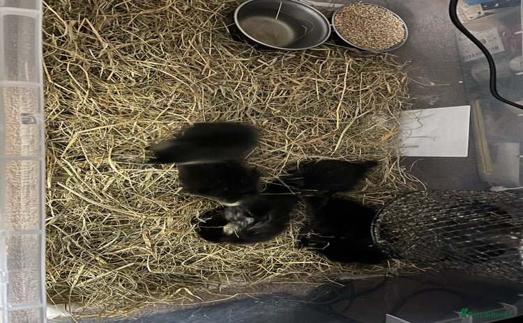 Ducks poultry - Advert 10