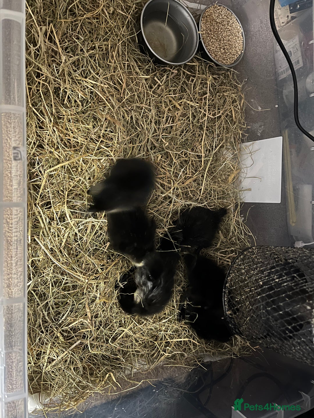 Ducks poultry for sale: Cayuga ducklings mixed - Image 1