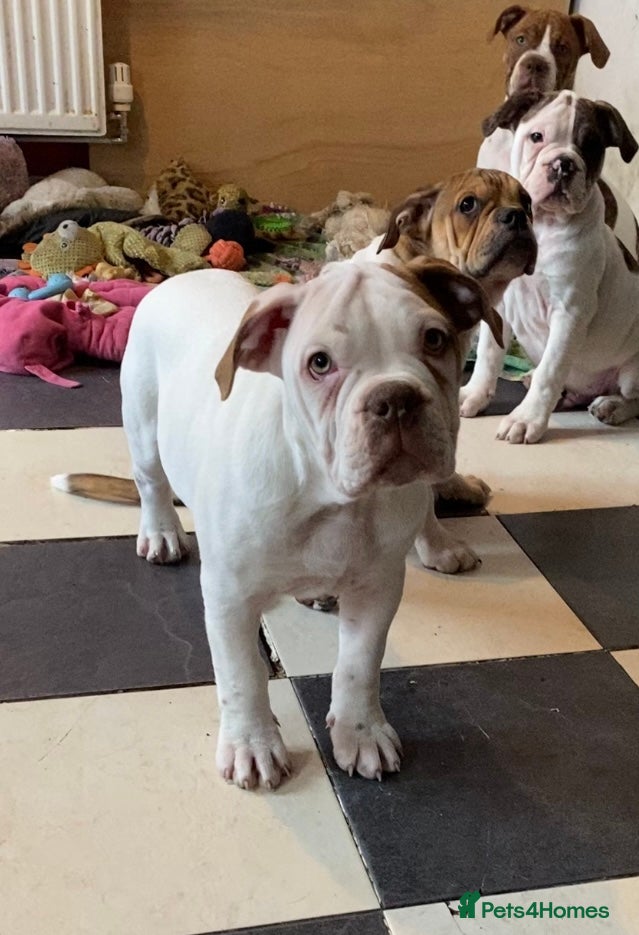 Alapaha Blue Blood Bulldog dogs 4 left absolute quality - Advert 6