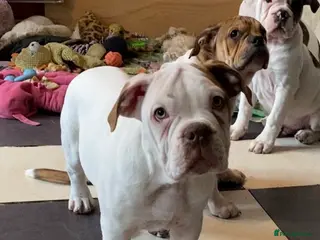 Alapaha Blue Blood Bulldog dogs 4 left absolute quality - Advert 6