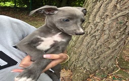 Whippet dogs for sale: 100% SHOW TYPE KC REGISTERED BLUE - Image 4