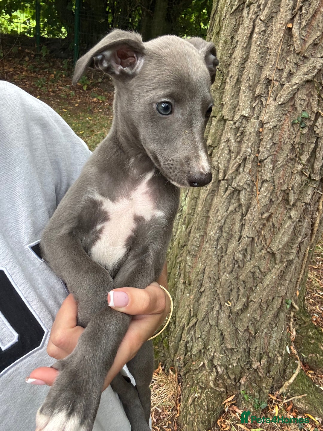 Whippet dogs for sale: 100% SHOW TYPE KC REGISTERED BLUE - Image 4