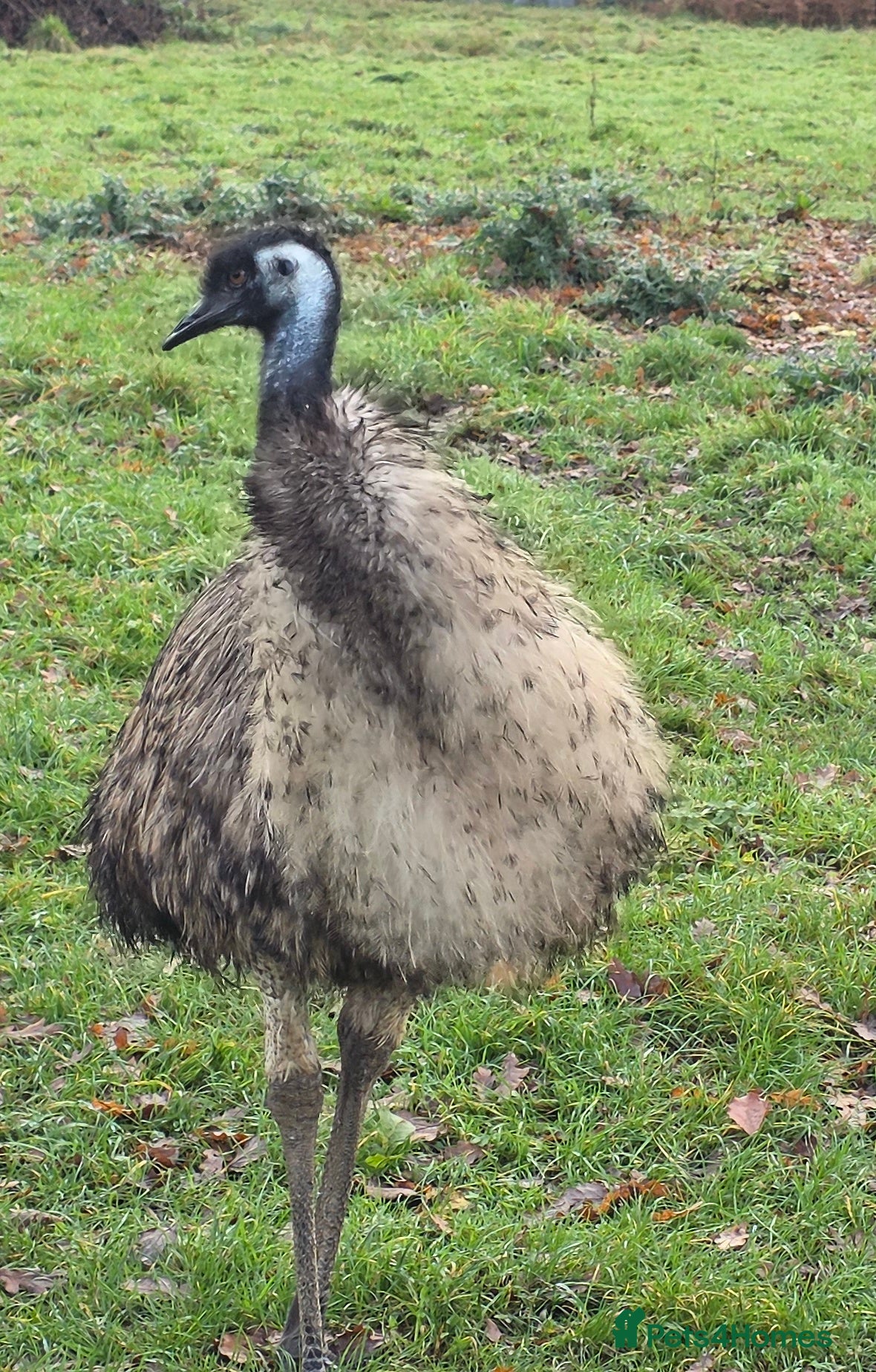 Emus poultry Emu to rehome (free) - Advert 3