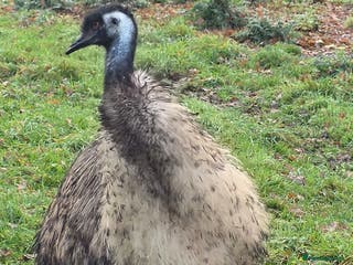 Emus poultry 3x tame male Emus for sale, 2 years old £95 EACH! - Advert 19