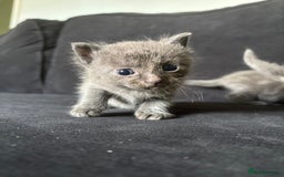 Ragdoll cats for sale: 5 Ragdoll cross babies available  - Image 6