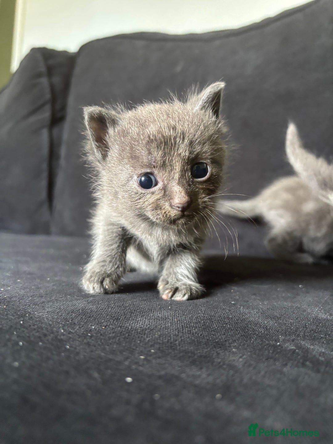 Ragdoll cats for sale: 5 Ragdoll cross babies available  - Image 6