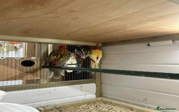 Parakeets birds for sale: Rosellas  - Image 5