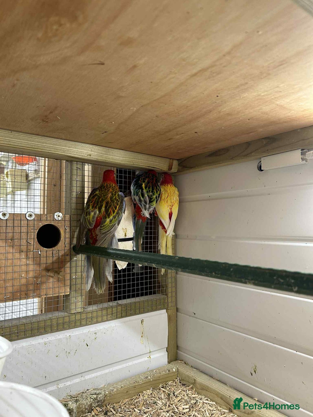 Parakeets birds for sale: Rosellas  - Image 5