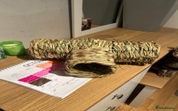 Pygmy Hedgehog rodents for sale: African Pygmy hedgehog  - Image 4