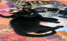 Mixed Breed cats for sale: Few lovely kittens ready for new lovely homes ! - Image 22