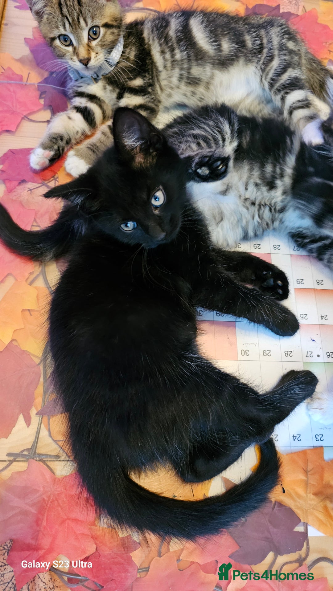 Mixed Breed cats for sale: Few lovely kittens ready for new lovely homes ! - Image 22