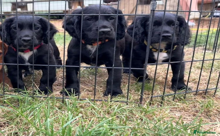 Cocker Spaniel dogs - Advert 13