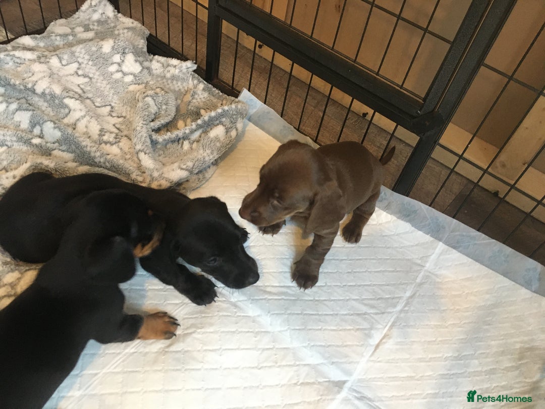 Miniature Dachshund dogs for sale: Miniature dachshund baby’s  - Image 26