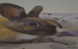 English rabbits for sale: Beautiful rabbit - Image 4