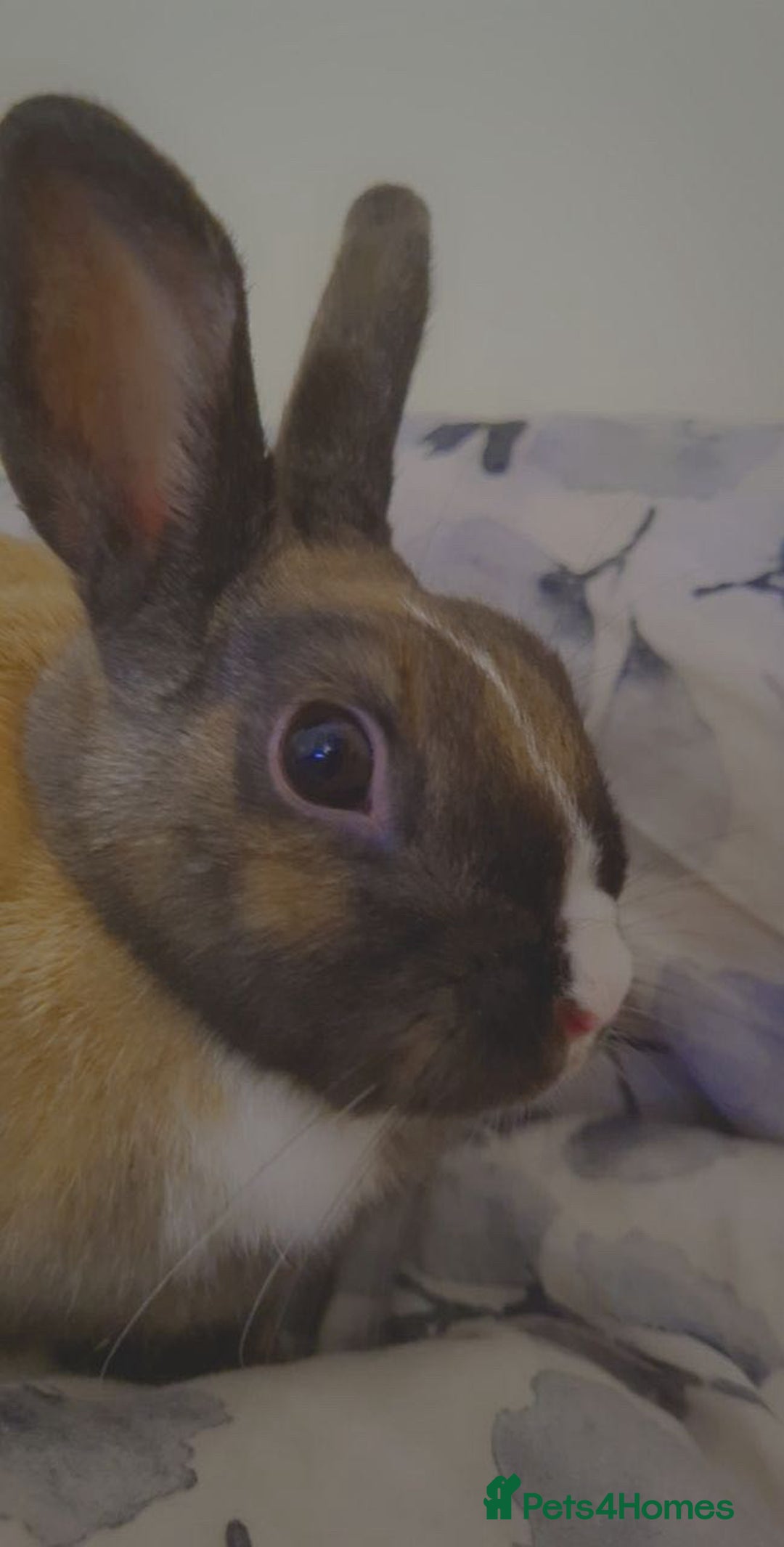 English rabbits for sale: Beautiful rabbit - Image 4