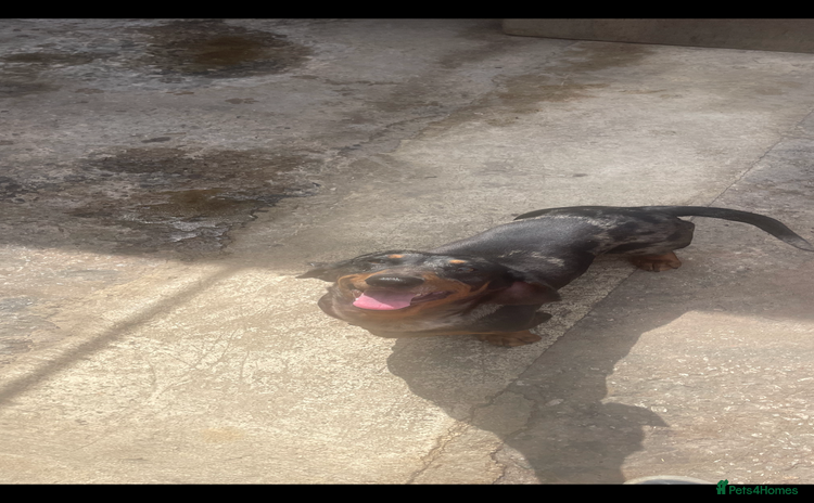 Dachshund dogs - Advert 9