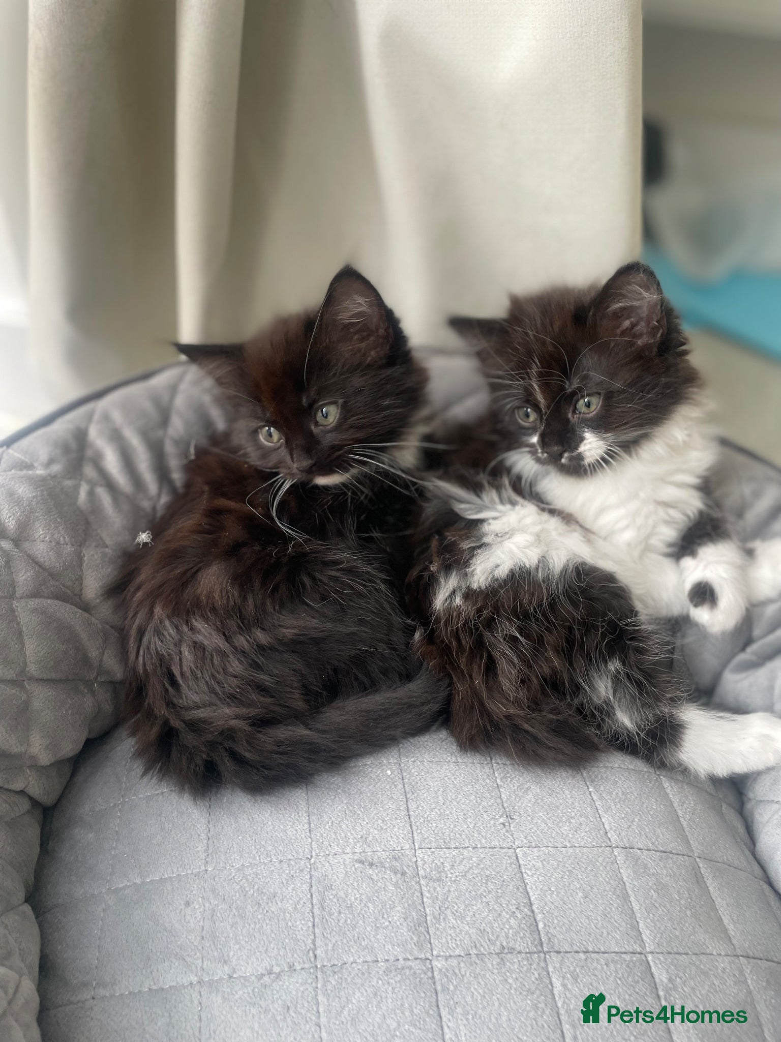 Mixed Breed cats for sale: Kittens  in Bishop's Stortford - Advert 2
