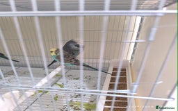 Budgerigars birds for sale: Budgies for sale  - Image 8