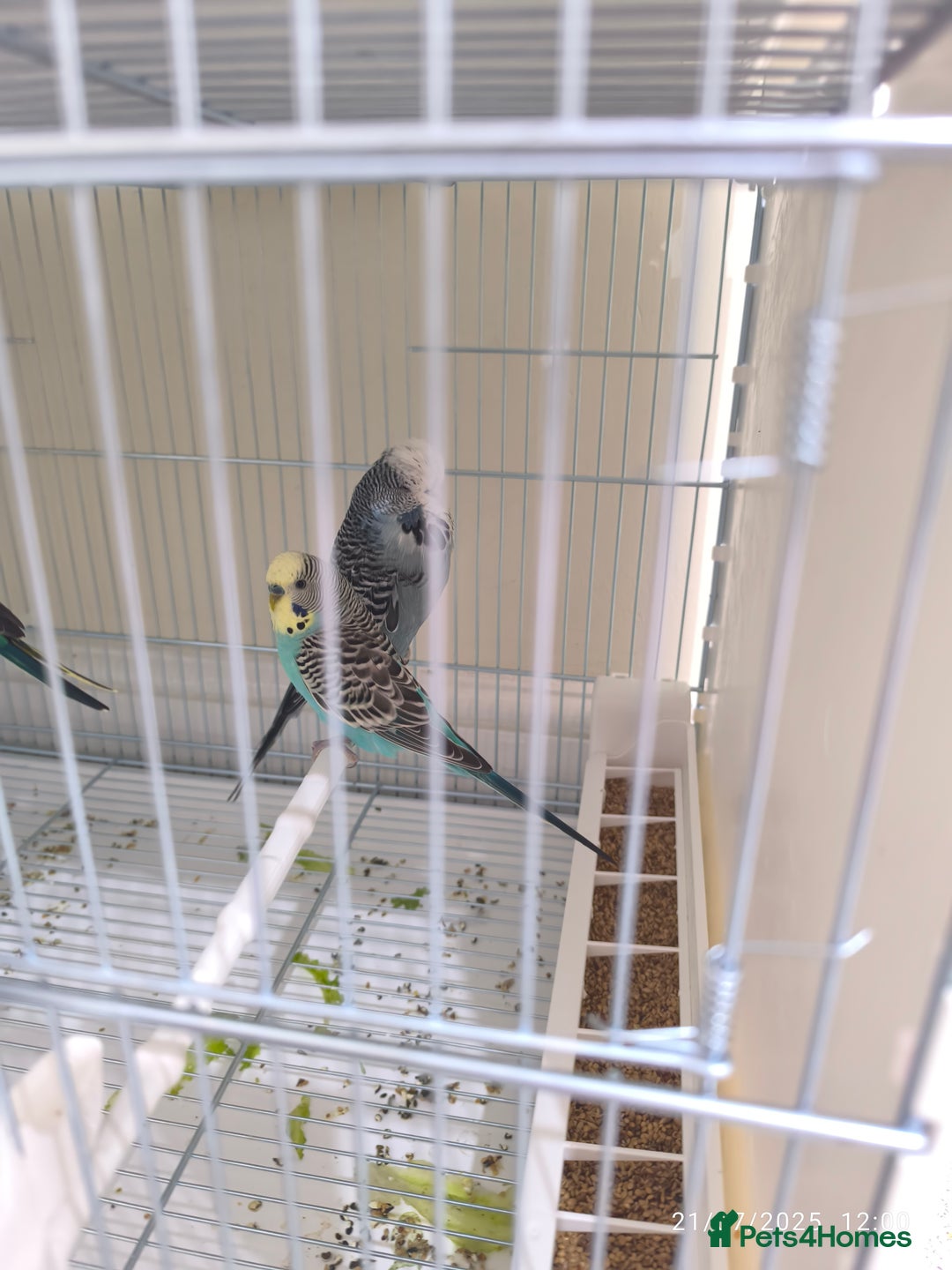 Budgerigars birds for sale: Budgies for sale  - Image 8