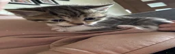 Domestic Shorthair cats for sale: Tabby domestic short hair kittens  - Advert 4