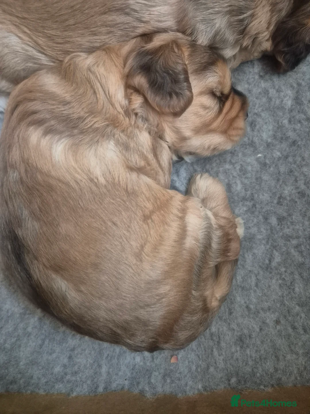 Cockapoo dogs for sale: Beautiful Cockapoo Puppies - Advert 14