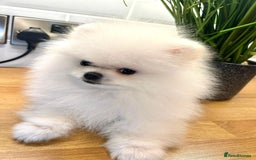 Pomeranian dogs for sale: Korean–Russian Exclusive Teddy Bear Pomeranian ✨🐻 - Advert 12