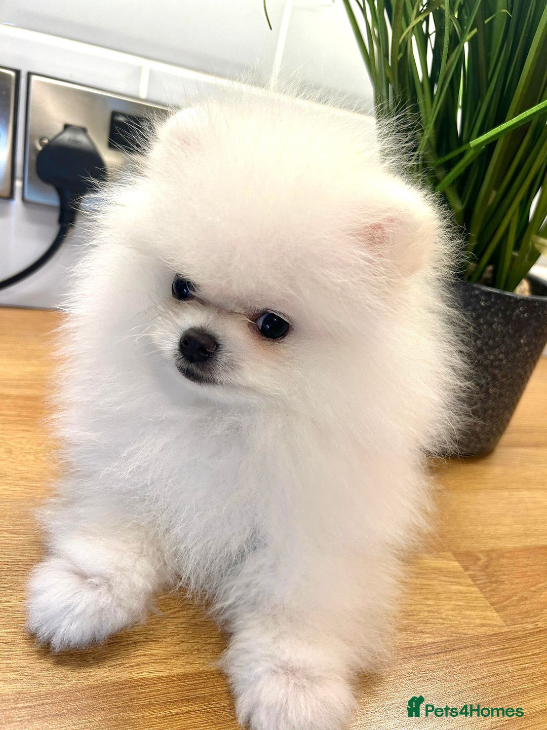 Pomeranian dogs for sale: Korean–Russian Exclusive Teddy Bear Pomeranian ✨🐻 - Advert 12