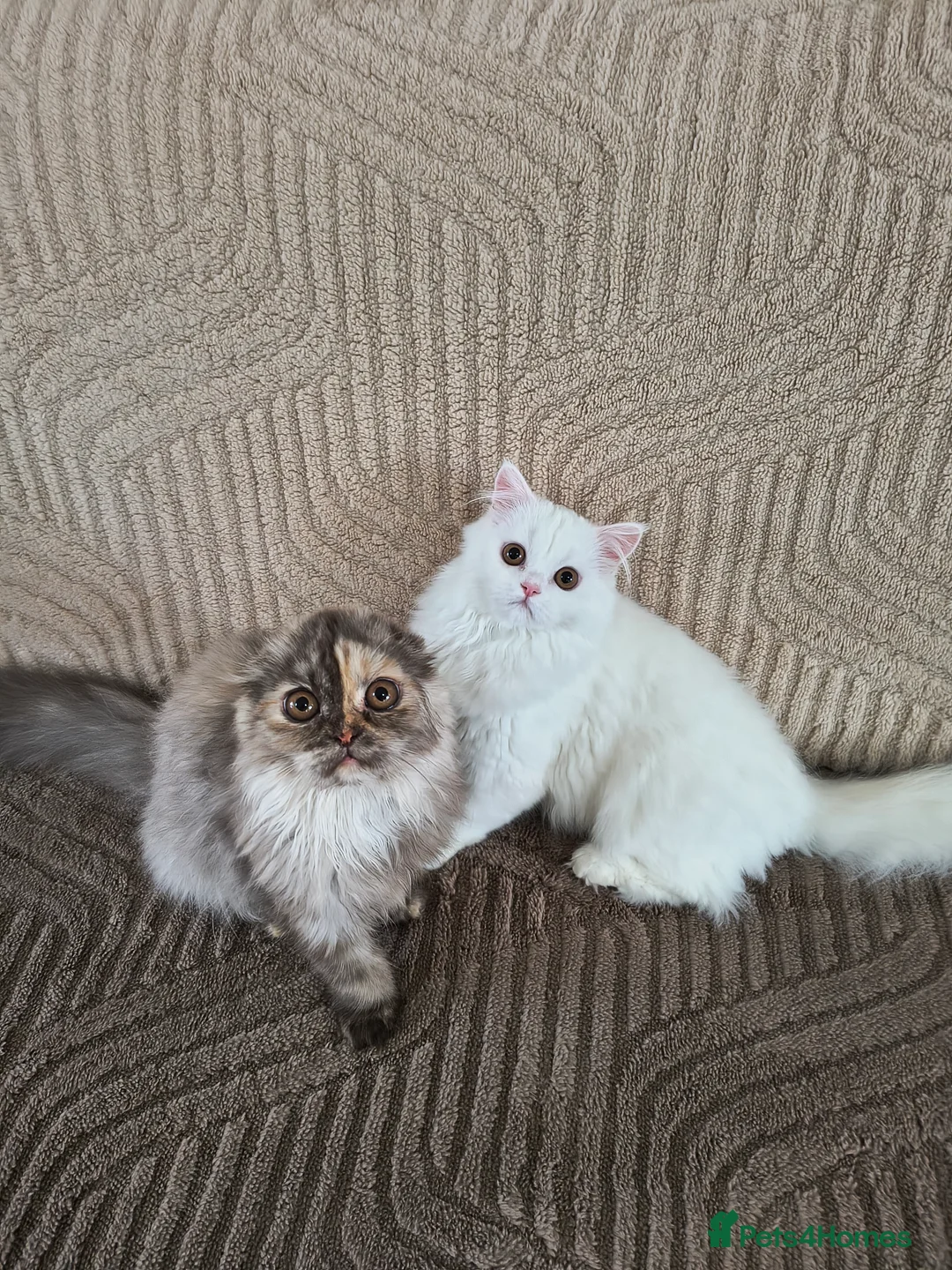 Scottish Fold cats for sale: Scottish fold and straight ear girl's ❤️ - Advert 2