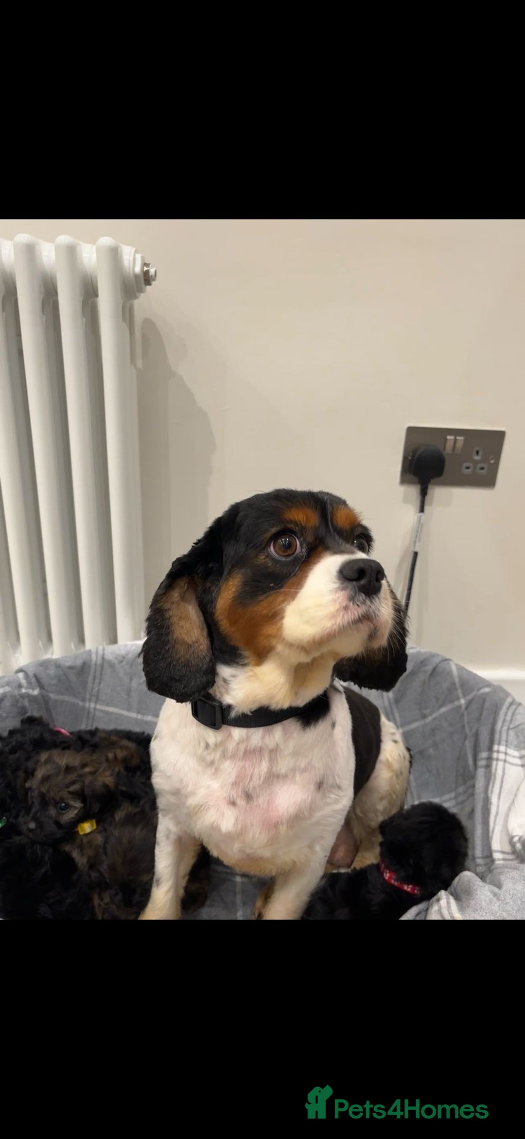 Cavapoo dogs for sale: F1A Cavapoos - Advert 32