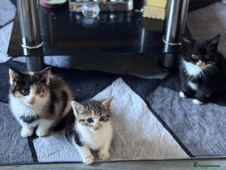 Bengal cats - Advert 2