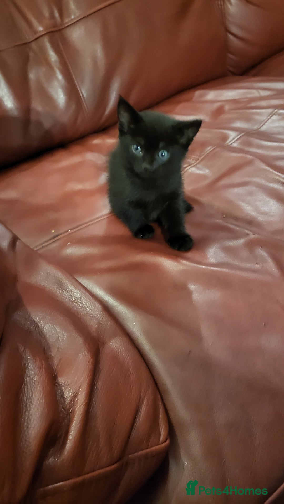 British Shorthair cats for sale: Lovely kittens so playfull  - Image 7