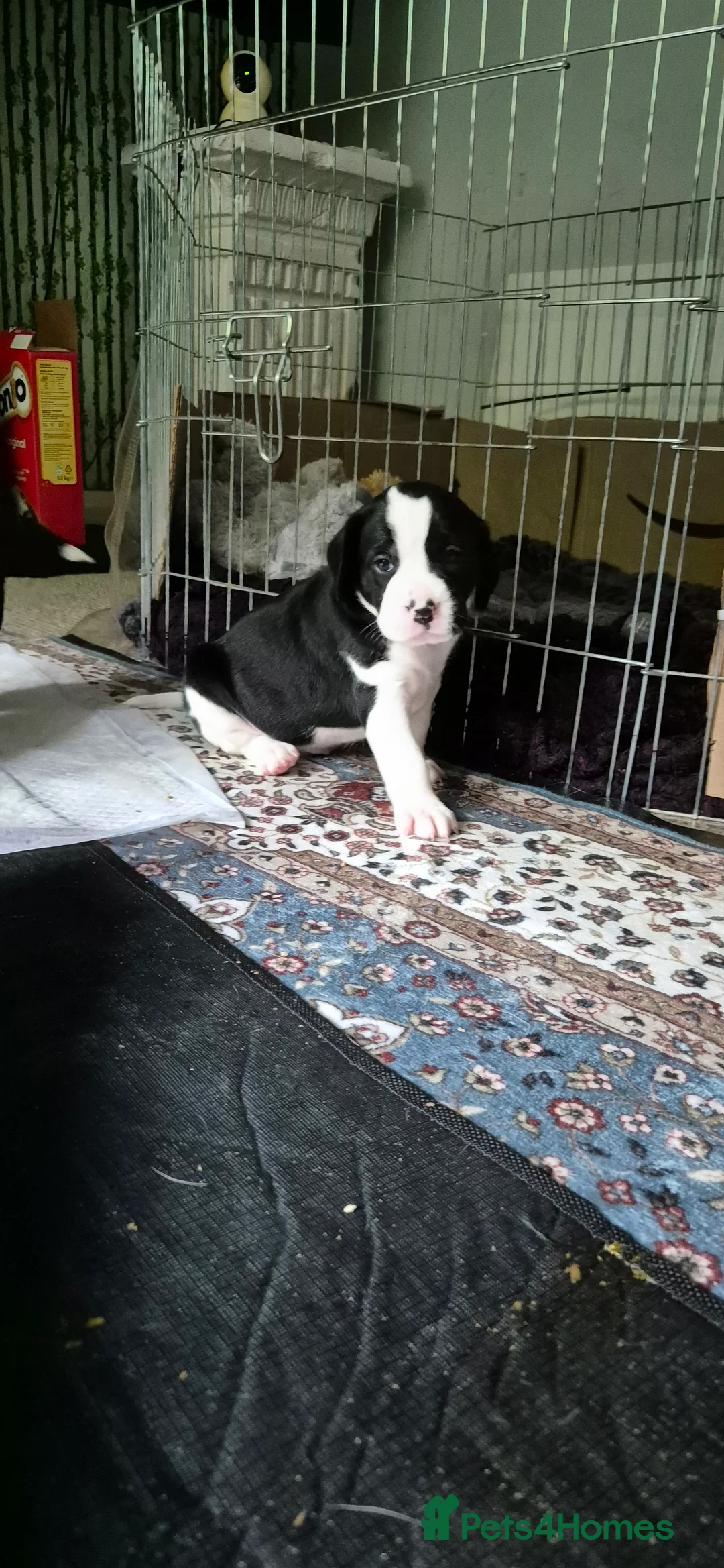 Mixed Breed dogs for sale: Jack a bee cross sprollie puppies  - Advert 2