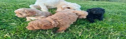 Cavapoo dogs for sale: Beautiful F1B Toy Cavapoo Puppies - Advert 15