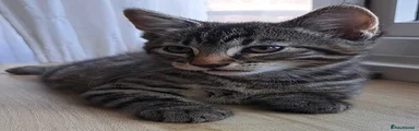 💙 Boy 3 – Brown Tabby
