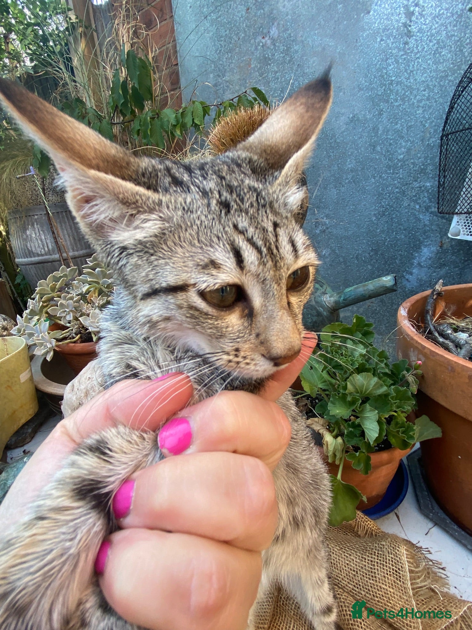 Savannah cats for sale: Savannah PED’G kitten last light bst girl F5SBT - Advert 1