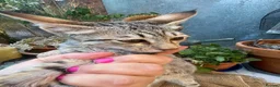 Savannah cats for sale: Savannah PED’G kitten last light bst girl F5SBT - Advert 1