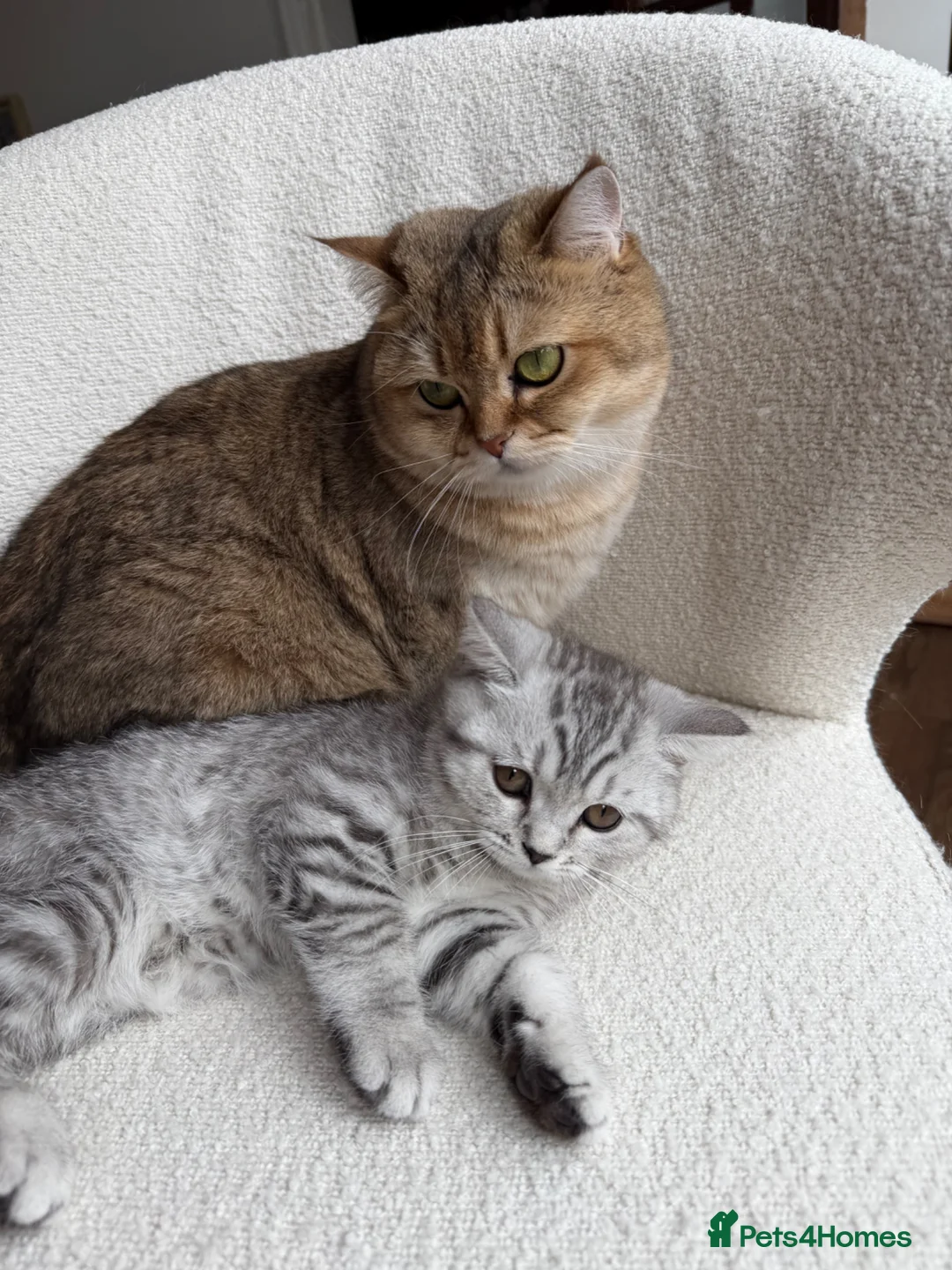 Scottish Fold cats for sale: Beautiful Female Kitten Looking for a Loving Home - Advert 3