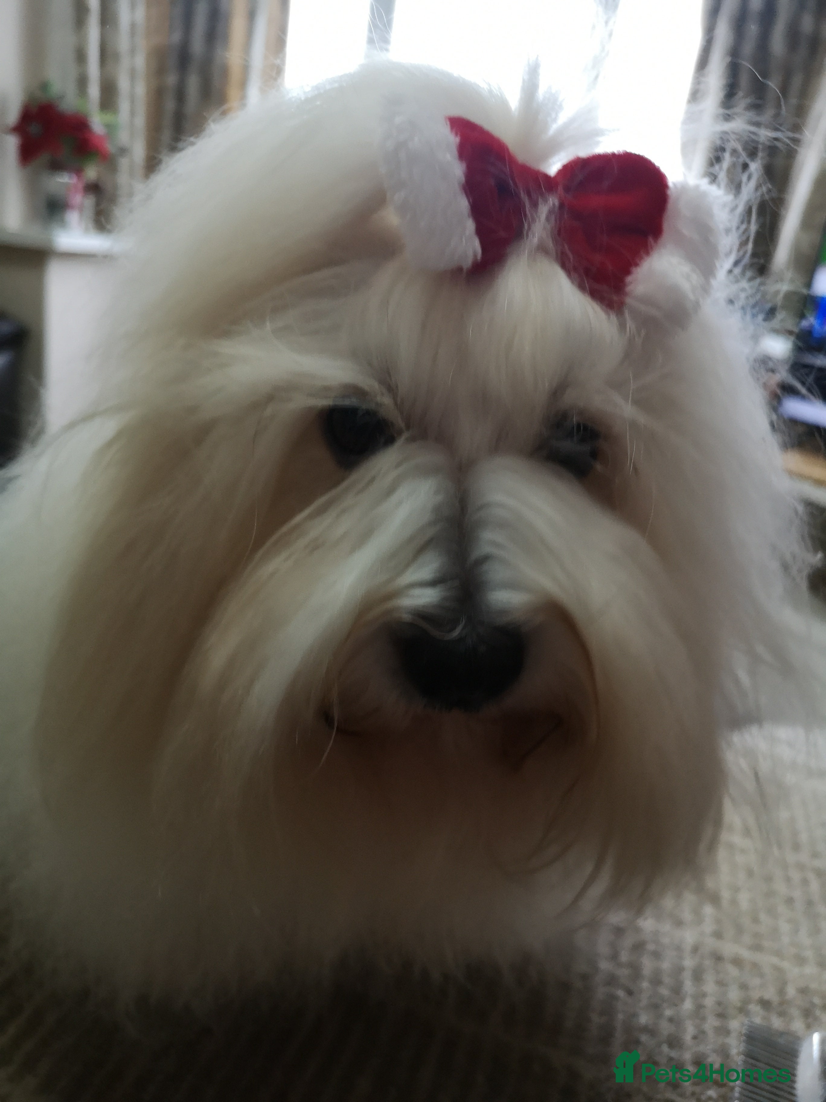 Coton De Tulear dogs Coton de Tulear (boy)  - Advert 1