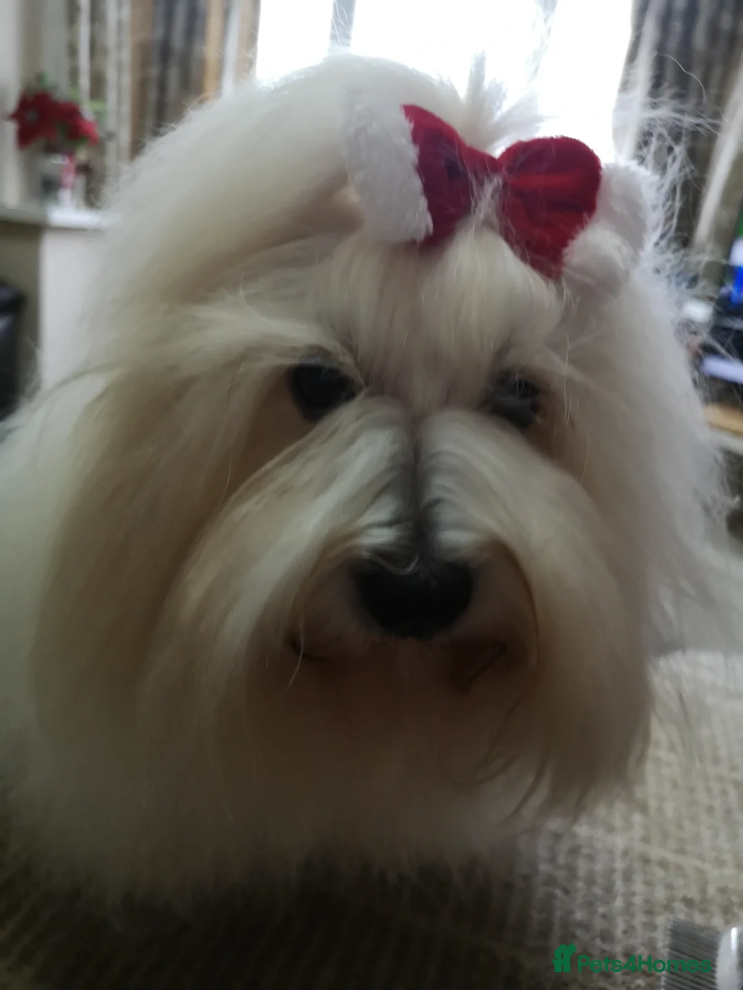 Coton De Tulear dogs for sale: Coton de Tulear (boy)  in Poole - Advert 1