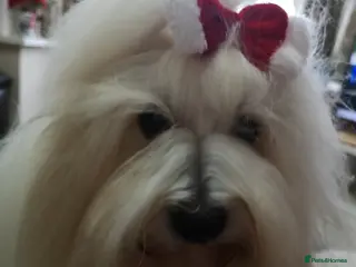 Coton De Tulear dogs Coton de Tulear (boy) - Advert 5