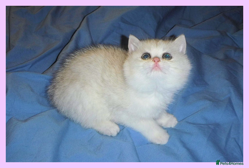 British Shorthair cats GCCF Regd Tipped British Short Hair Females - Advert 15