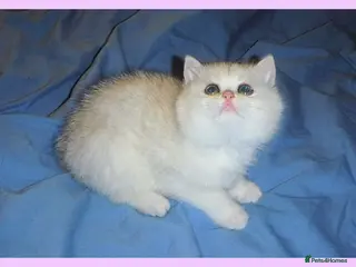 British Shorthair cats GCCF Regd Black & Golden Tipped BSH Females - Advert 17