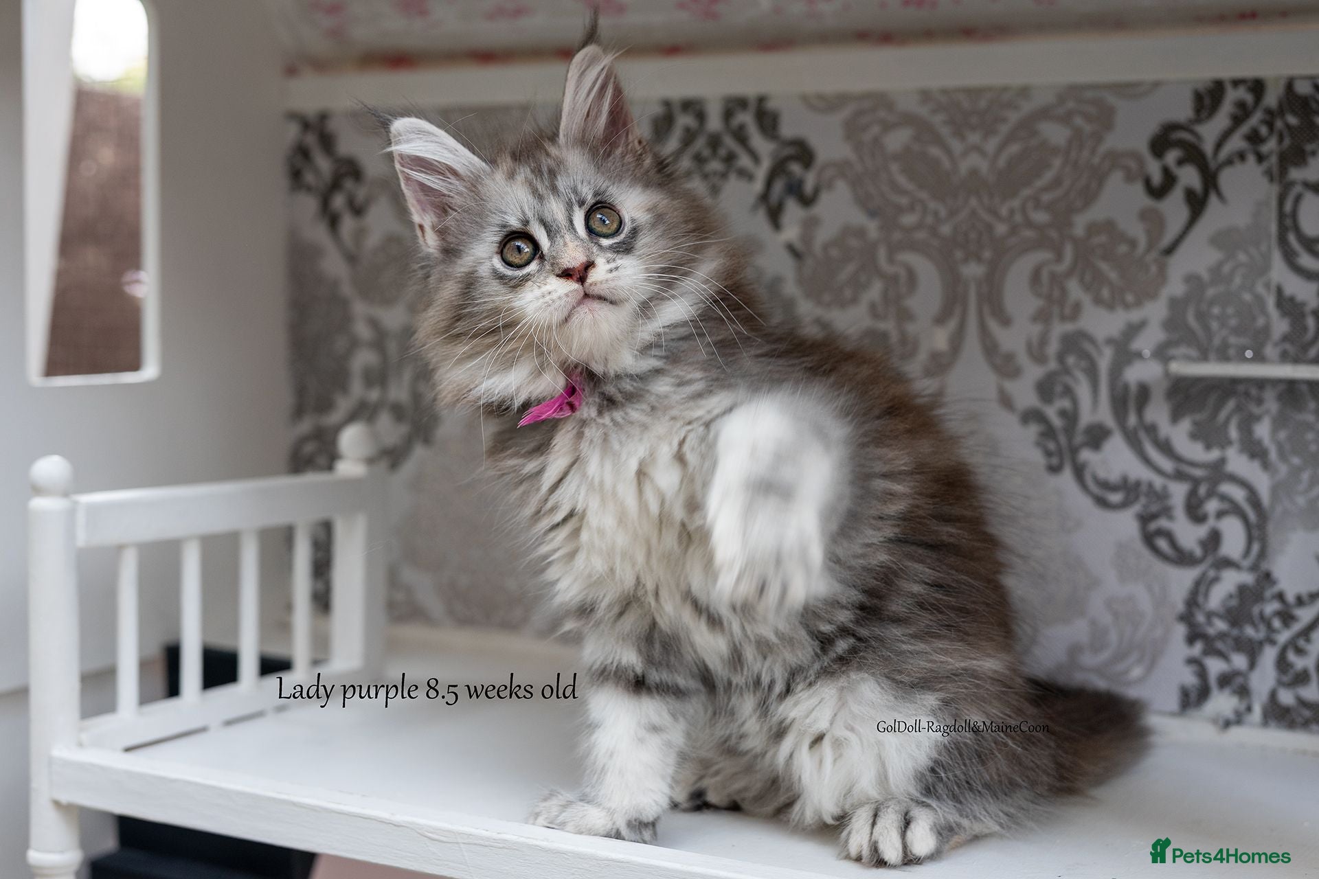 Maine Coon cats Ready Soon GCCF tabby champion line pure pedigree - Advert 18
