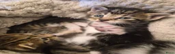 Mixed Breed cats for sale: Kittens - Advert 32