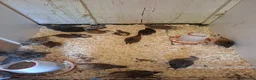 Chickens poultry for sale: Orpingtons, salmon fav, olive eggers, bourbon red  - Advert 5