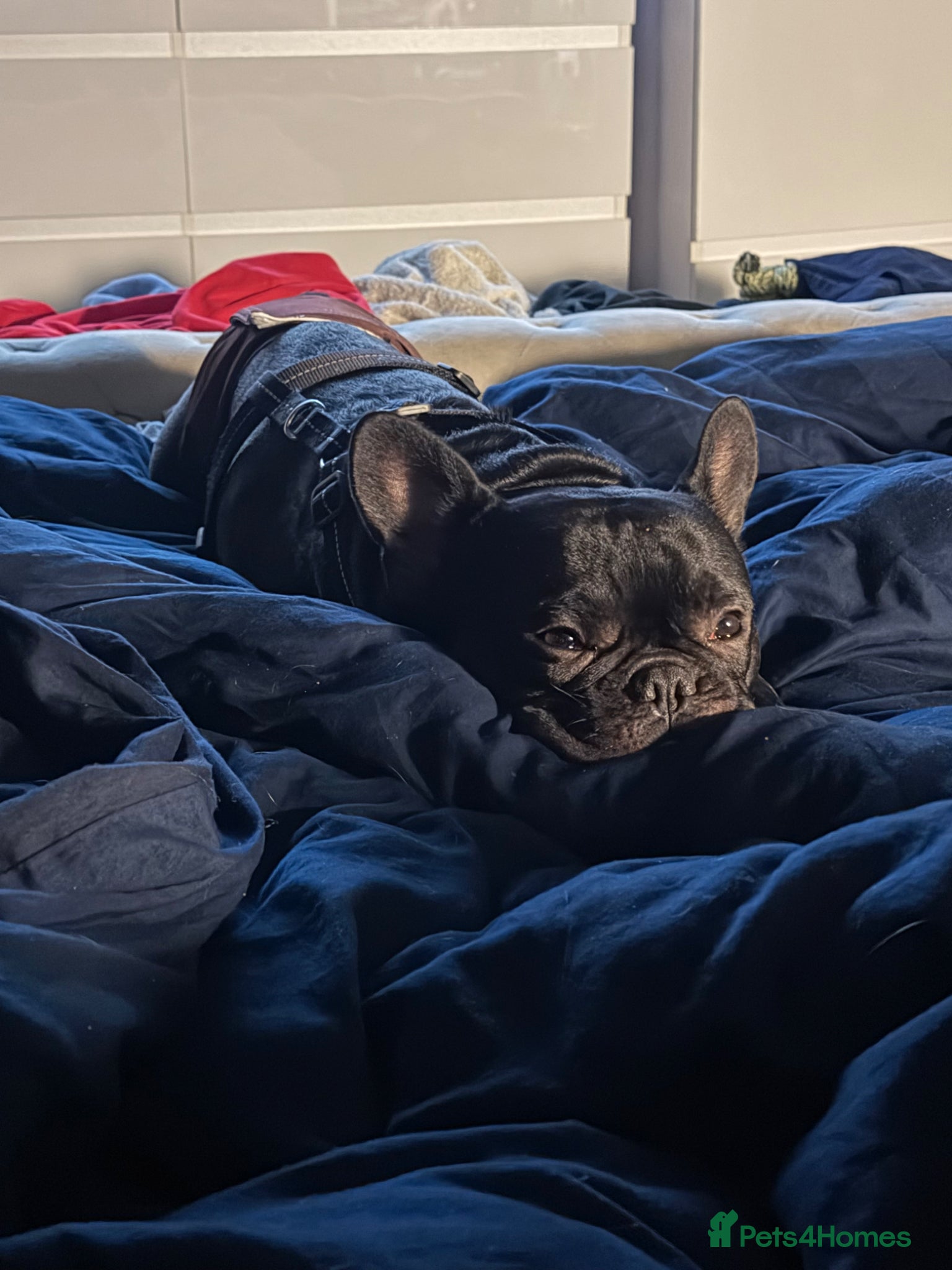 French Bulldog dogs French bulldog  - Advert 4